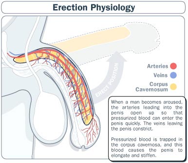 erection physiology