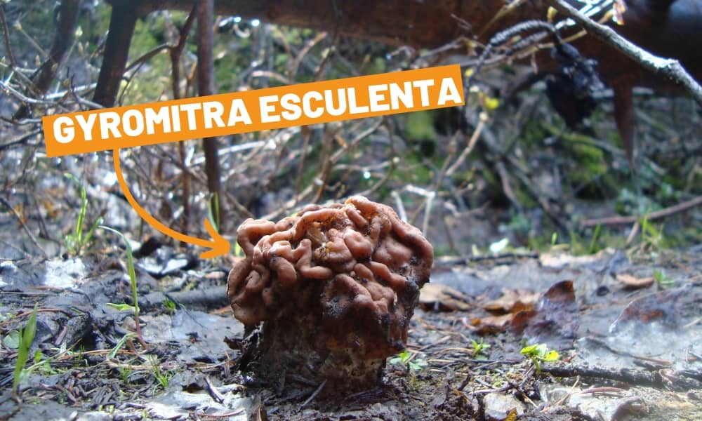 gyromitra-esculenta-false-morel