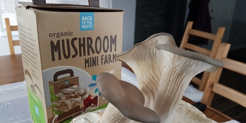 mushroom-grow-kit