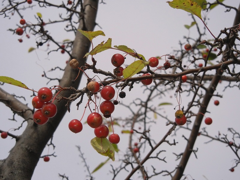 hawthorn berry benefits