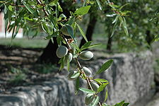 Almond Tree.jpg