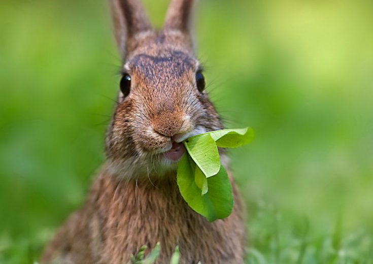 Чем питаются зайцы