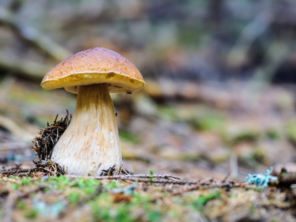 Характеристика съедобных грибов