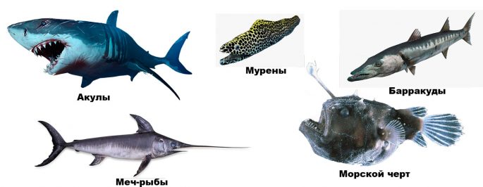 морские хищные рыбы