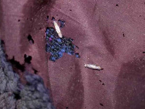 Дыры на подкладке пальто, оставленные личинками платяной моли