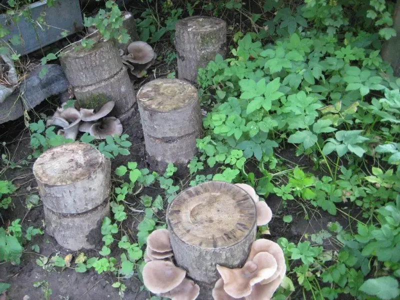 Вешенка - полезный гриб: описание, разновидности, полезные свойства и как можно вырастить в домашних условиях