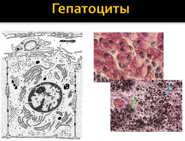 Масло черного тмина. Полезные свойства, как принимать, рецепты в народной медицине, косметологии. Противопоказания