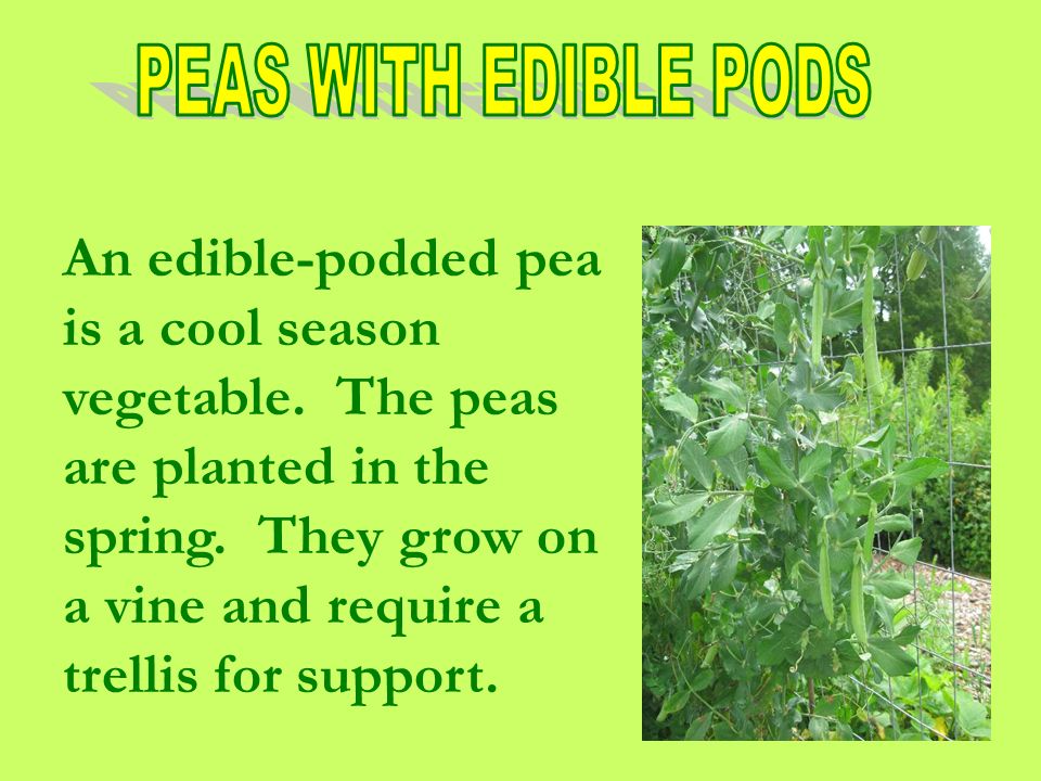 An edible-podded pea is a cool season vegetable. The peas are planted in the spring.