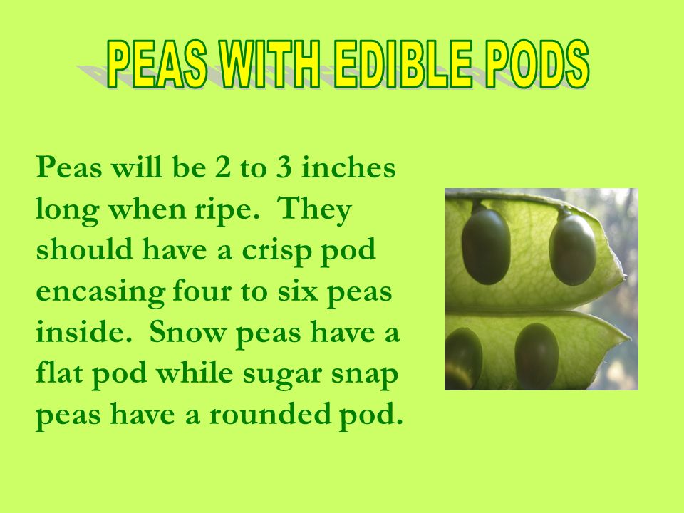 Peas will be 2 to 3 inches long when ripe.