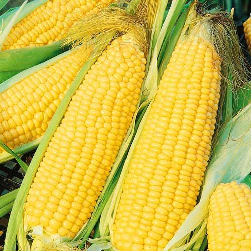В России отмечают День кукурузы. А это не только национальное торжество, но и праздник мемов, покрытых тайной