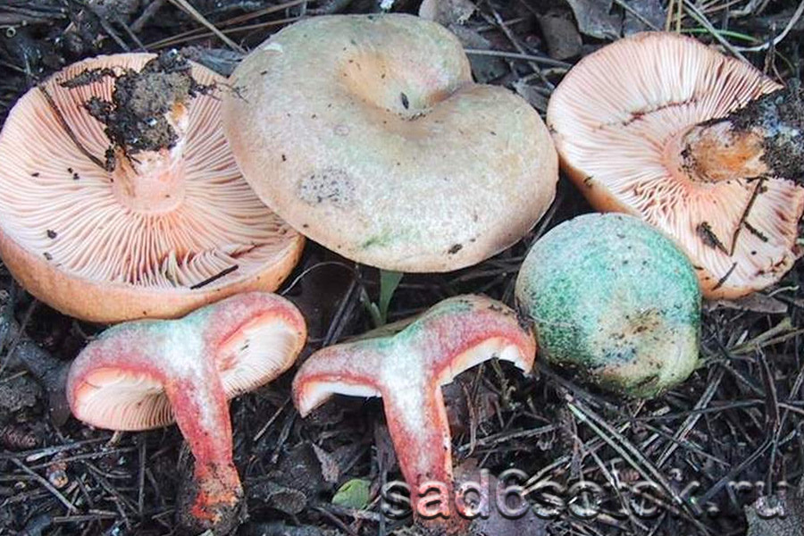 Рыжик млечно-красный (Lactarius semisanguifluus)