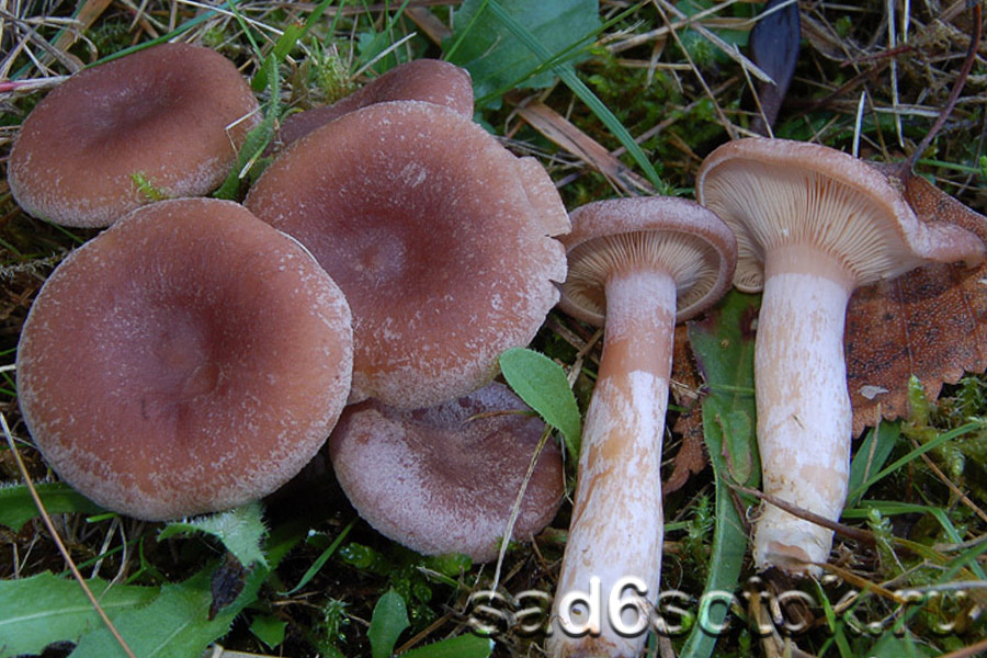 Млечник ароматный (Lactarius glyciosmus)