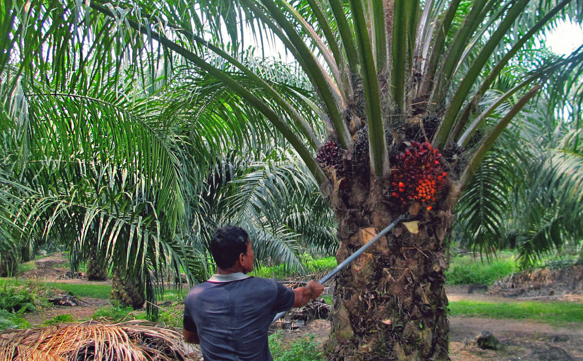 Palm Oil Facts and Fiction