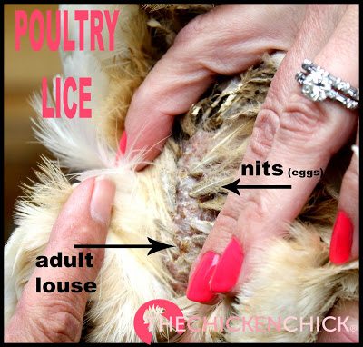  Mites and poultry lice are a natural part of every backyard- they travel on birds, rodents and other animals, so when your chickens become infested, it doesn