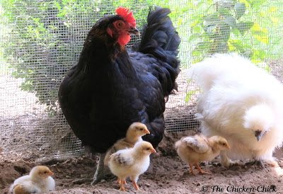 Mites and poultry lice are a natural part of every backyard- they travel on birds, rodents and other animals, so when your chickens become infested, it doesn