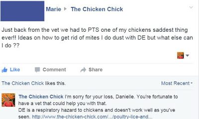 This Facebook follower of mine had to have her hen put to sleep from a severe mites infestation that she had been trying to control with DE, aka: diatomaceous earth, which failed to work as usual.