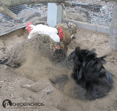 Chickens dust bathe to keep parasites off their skin and feathers