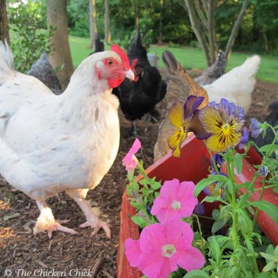 Mites and poultry lice are a natural part of every backyard- they travel on birds, rodents and other animals, so when your chickens become infested, it doesn