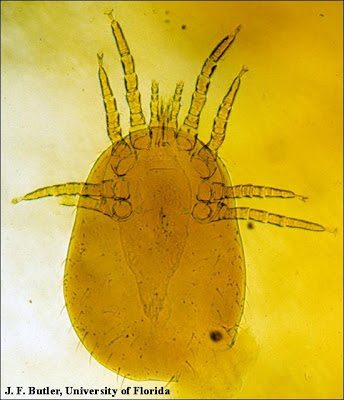 Northern fowl mite, photo by J.F. Butler, University of Florida