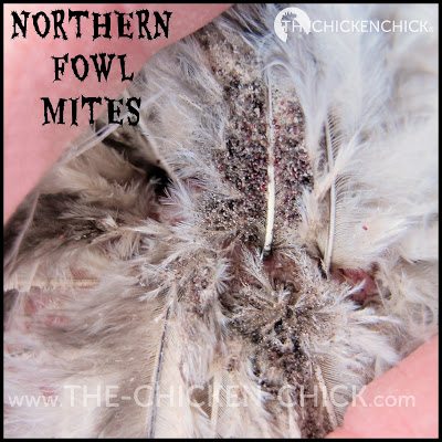 Northern Fowl Mites on Chicken vent feathers via www.The-Chicken-Chick.com