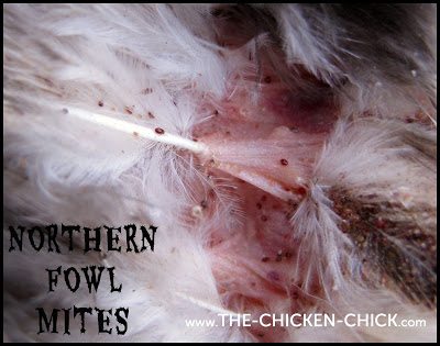  Mites and poultry lice are a natural part of every backyard- they travel on birds, rodents and other animals, so when your chickens become infested, it doesn