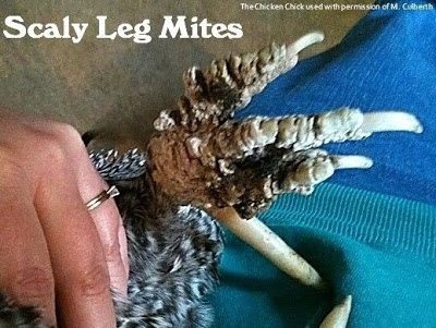 Scaly leg mites on foot of chicken