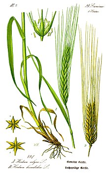 Barley.jpg