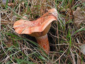 Lactarius deliciosus.jpg