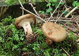 Kahler-Krempling-Paxillus-involutus.jpg