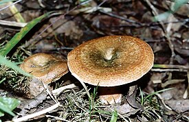 Lactarius deterrimus5.jpg