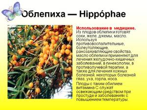 Противопоказания облепихи и ее свойства