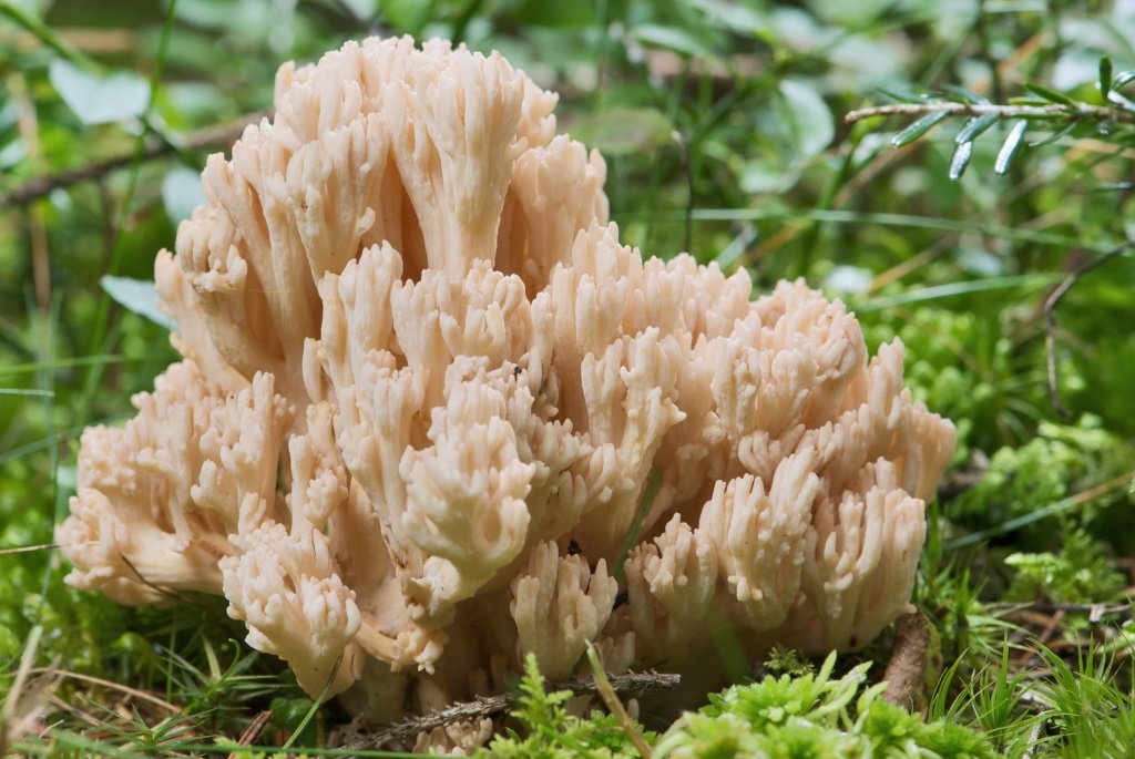 Ramaria formosa