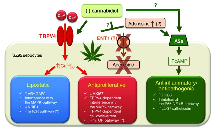 CBD against acne