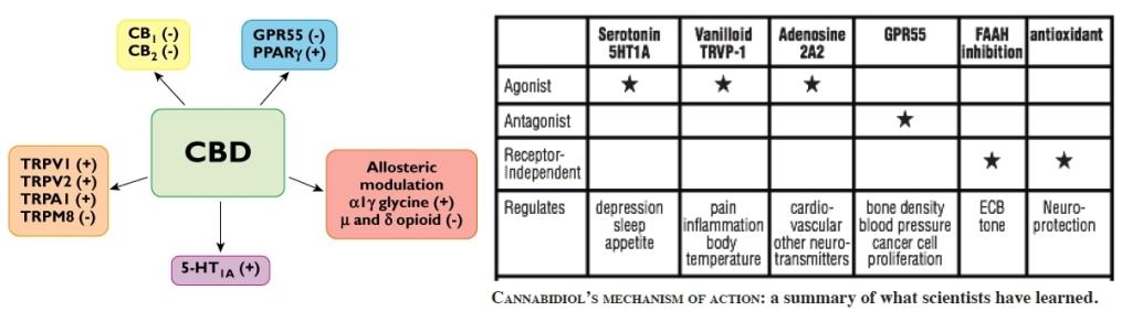 CBD acts on several receptors of the human body