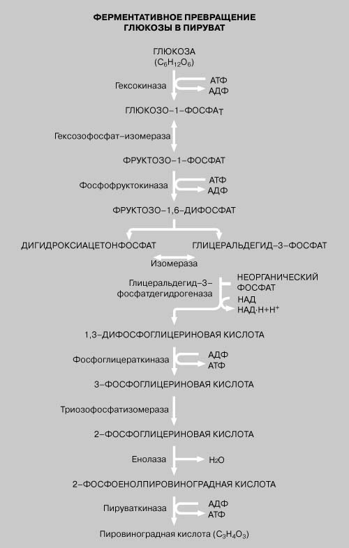 ХИМИЧЕСКИЕ СОЕДИНЕНИЯ даны большими буквами, ферменты – маленькими. АТФ и АДФ – аденозинтрифосфат и аденозиндифосфат соответственно; НАД – никотинамиддинуклеотид (кофермент), окисленная форма; НАДЧН – восстановленная форма НАД.