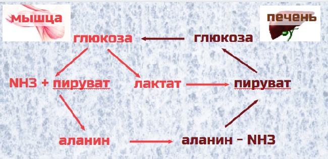 гглюкозо-аланиновый цикл